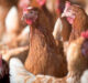 Realizan foro donde la ciencia muestra sus aportes a la cadena avícola entrerriana