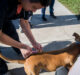 Continúan durante mayo los operativos gratuitos de salud animal en Paraná