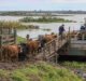 El Niño: Provincia trabaja junto a las entidades del sector agropecuario